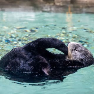 Seattle Aquarium: Entry Ticket 29