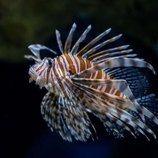 Seattle Aquarium: Entry Ticket 31