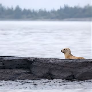 2-Horas Paseo Costero del Zodíaco en Lunenburg 8