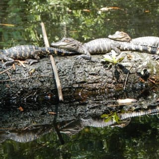 Lofton Creek Kayaking Trip with Professional Guide 10