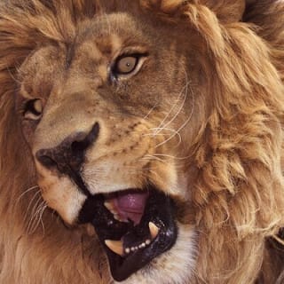 Lion Habitat Ranch Admission Ticket 1