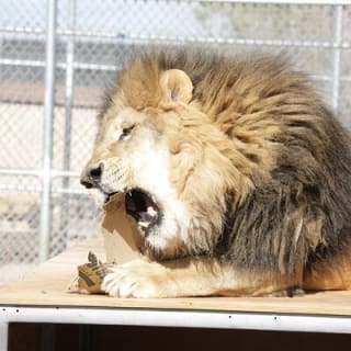 Lion Habitat Ranch Admission Ticket 2