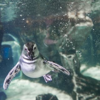 Acquario di Genova: Ingresso riservato 2