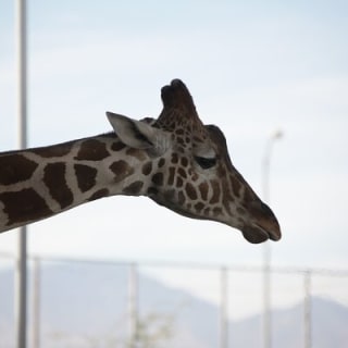 Lion Habitat Ranch Admission Ticket 3