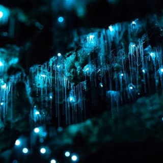 Hinterland Magic & Glow-worm Experience 1