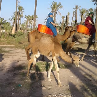 Camel ride at sunset in Marrakech palm grove 5
