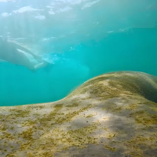 San Juan Snorkel with Turtles and Manatee's; Free Video and Rum! 3