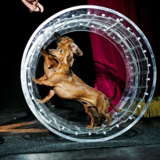 V Theater Las Vegas: Popovich Comedy Pet Theater 3