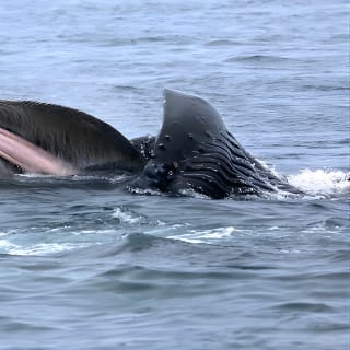 Ultimate Marine Whale & Wildlife Tour 10