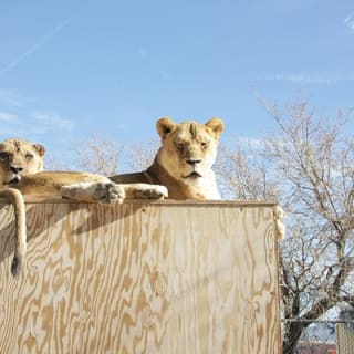 Lion Habitat Ranch Admission Ticket 5