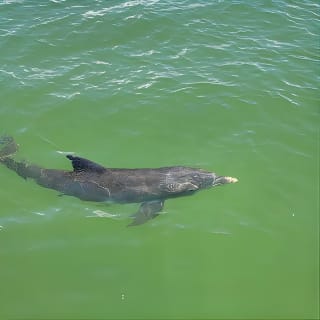 Dolphin and Sightseeing Tiki Cruise 12