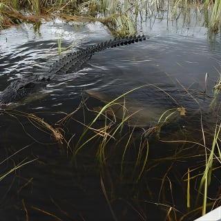 Florida Everglades Night Airboat Tour near Fort Lauderdale 3