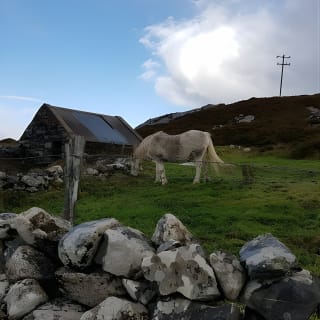 From Galway: Guided tour of Connemara with 3 hour stop at Connemara National Pk. 5