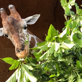 Lion Habitat Ranch Admission Ticket 7