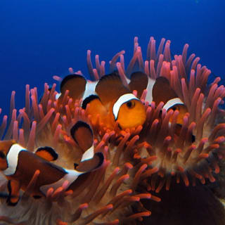 Acquario di Genova: Ingresso riservato 3