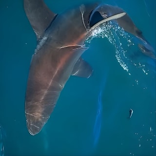 Shark Explorers 7