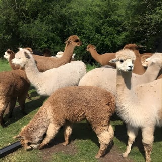 2-Hour Alpaca Farm Experience in Kenilworth 6