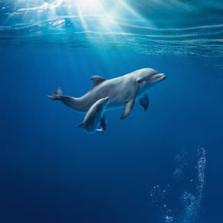 Acquario di Genova: Ingresso riservato 4