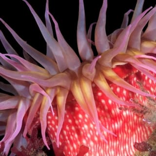 Seattle Aquarium: Entry Ticket 38