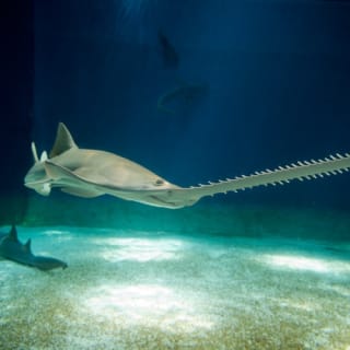 Acquario di Genova: Ingresso riservato 6