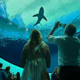 Phillip & Patricia Frost Museum of Science, Acquario & Planetario: biglietto d'ingresso 14