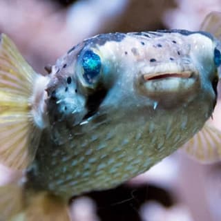 Seattle Aquarium: Entry Ticket 41