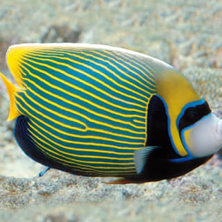 Acquario di Genova: Ingresso riservato 7