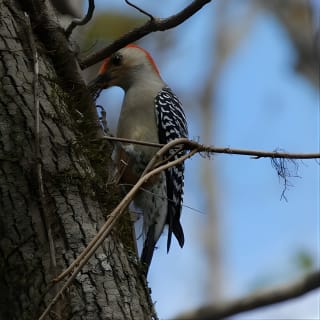 Exclusive Nature Escape Kayak Adventure sur Blackwater Creek 5