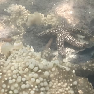 Kayak Eco Tour a Don Pedro Island 3