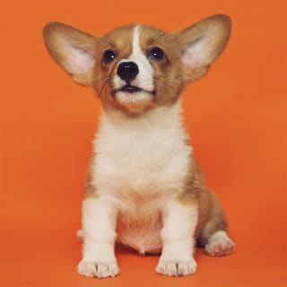 Día de los animales 9 1