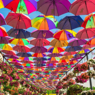 Dubai Miracle Garden 4