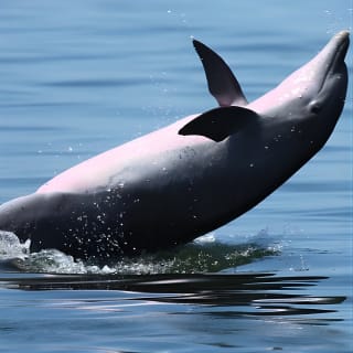2 Hour Private Dolphin Cruise & Bay Tour  4