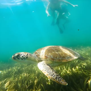 San Juan Snorkel with Turtles and Manatee's; Free Video and Rum! 4
