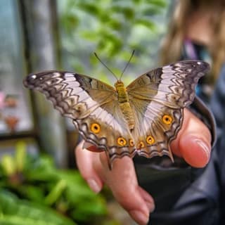 Dubai Butterfly Garden: biglietto d'ingresso 8