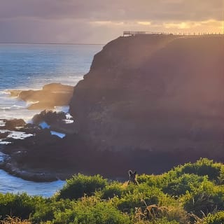 Phillip Island Penguins, Wine Tasting and Dinner from Melbourne 17