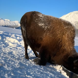 Ultimate Anchorage Winter Wildlife & Sunset Tour 5