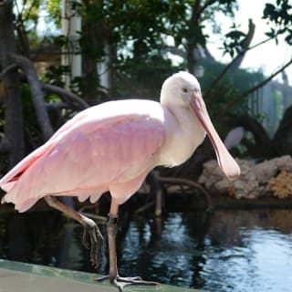 Phillip & Patricia Frost Museum of Science, Acquario & Planetario: biglietto d'ingresso 39