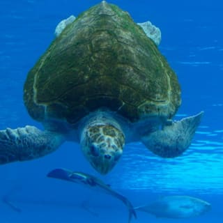 Phillip & Patricia Frost Museum of Science, Acquario & Planetario: biglietto d'ingresso 44