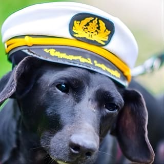 Dog Day of Summer Harbor Cruise in Boston 1