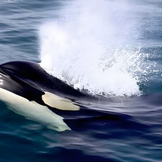Ultimate Marine Whale & Wildlife Tour 11