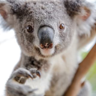 Sydney Multi Attraction Pass 1