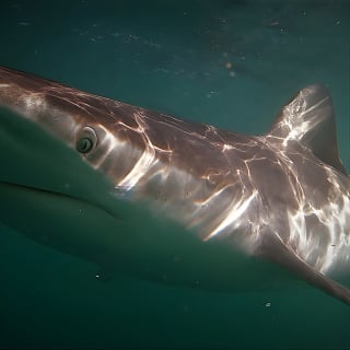 Shark Explorers 8