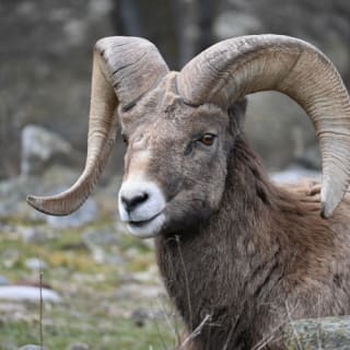 BC Wildlife Park Kamloops 6