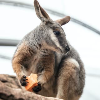 Sydney Multi Attraction Pass 5