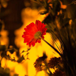 Candlelight Spring: O Melhor de Zeca Afonso 5