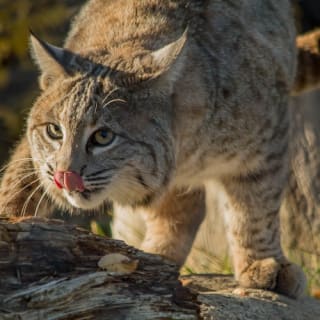 BC Wildlife Park Kamloops 9
