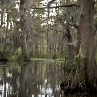 New Orleans Swamp Tour Boat Adventure 2