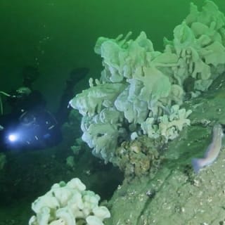 Scuba Dive Boat Charter in Vancouver (Certified Divers Only!) 2