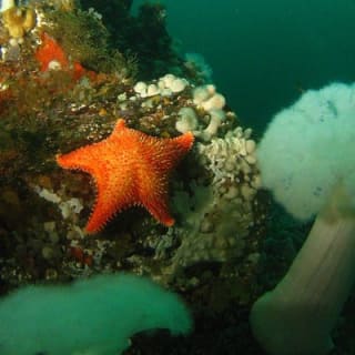 Scuba Dive Boat Charter in Vancouver (Certified Divers Only!) 4