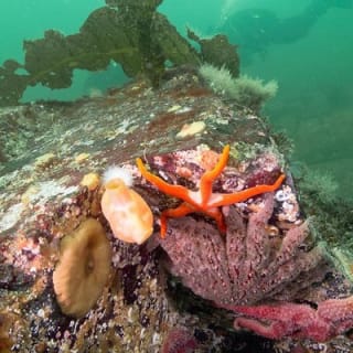 Scuba Dive Boat Charter in Vancouver (Certified Divers Only!) 6